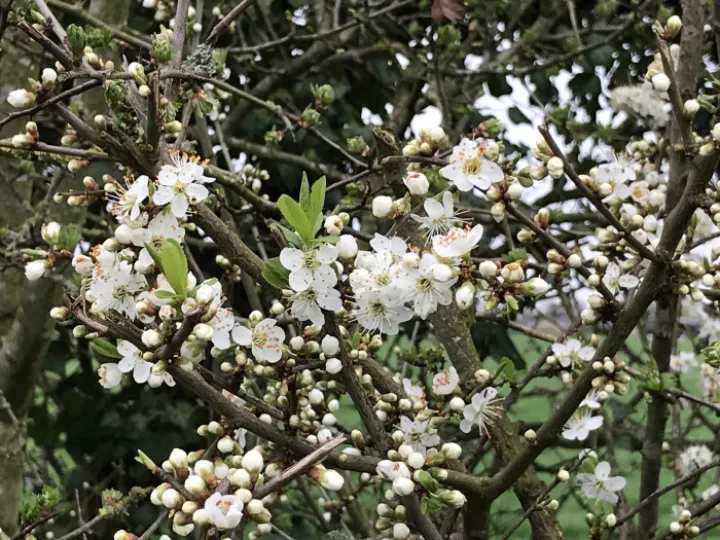 IMG-1343Blackthorn1