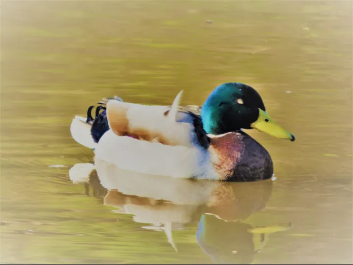 Duck
