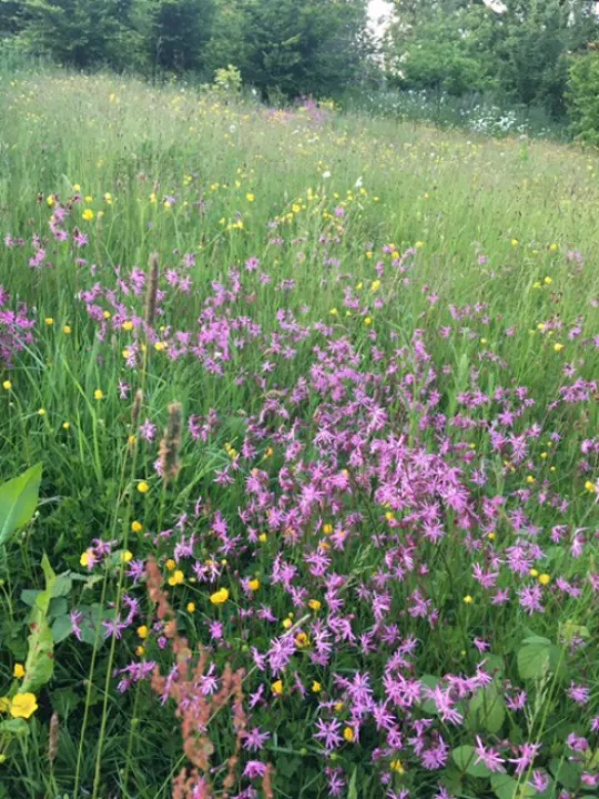 Ragged Robin
