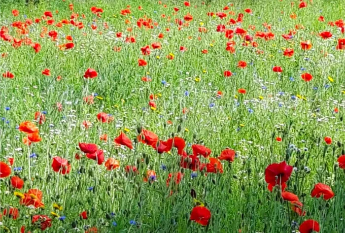 meadow red