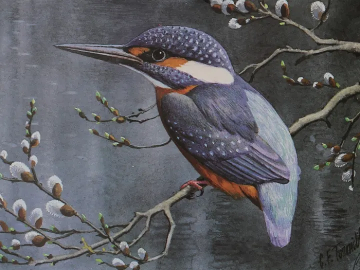 Kingfisher Charles Tunnicliffe