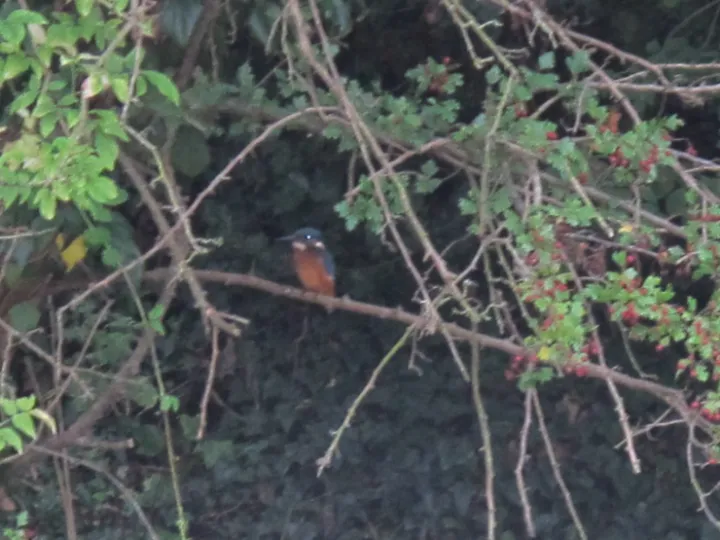 King fisher near Turnpike field