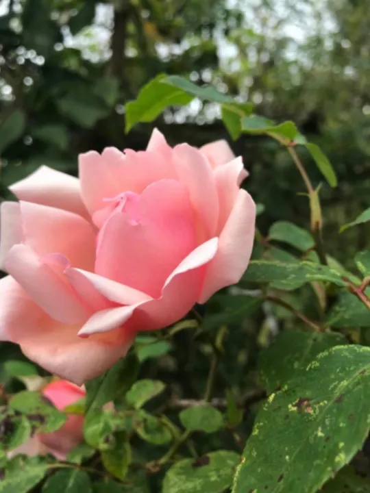Ralph's Rose