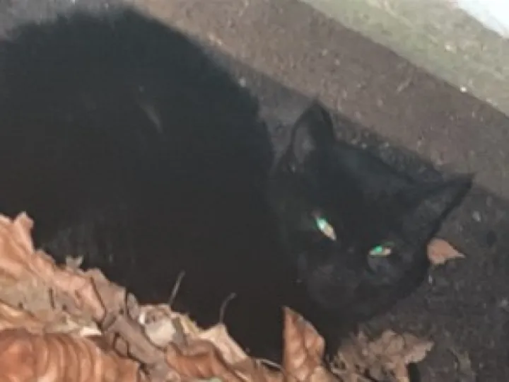kitten