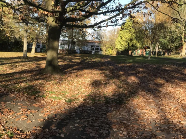 Autumn leaves 4