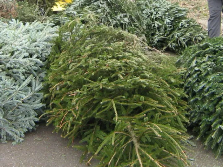 Recycle Christmas tree