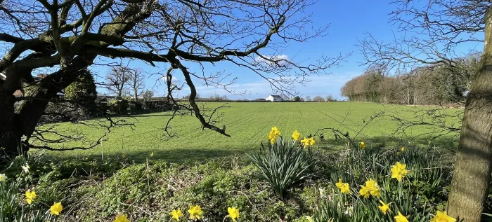 Daffodils and fields