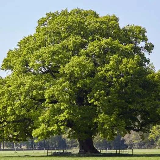 oak tree