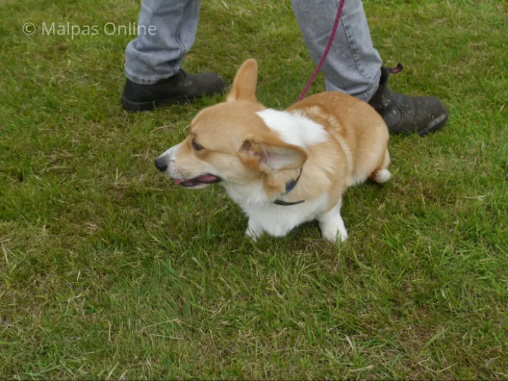 Dog 5