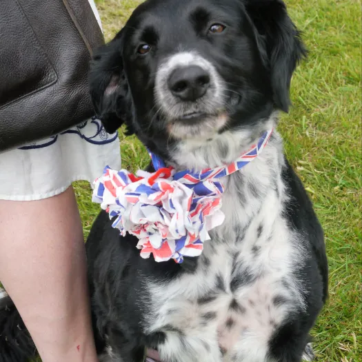 Dog show