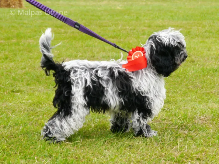 Waggiest tail