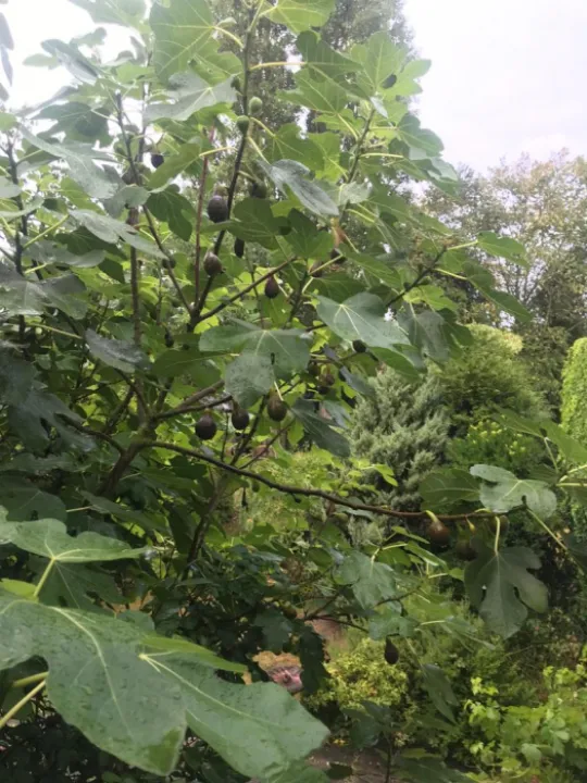 Fig Tree