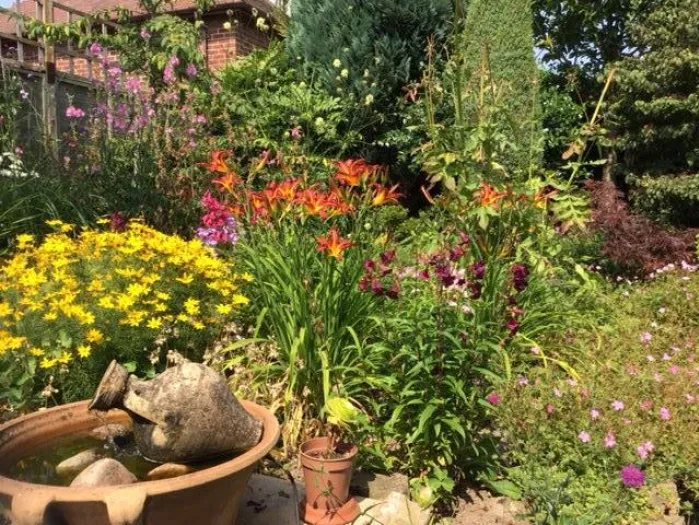 Lilies, Daisies, Crocosmia