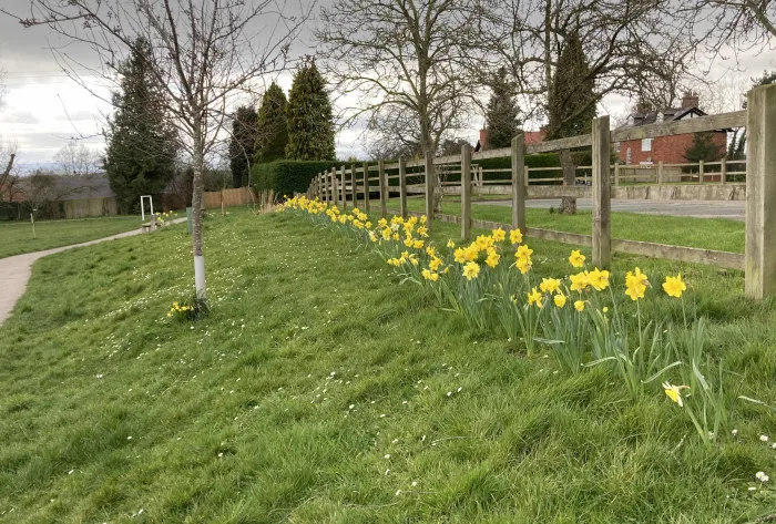 Green Daffs