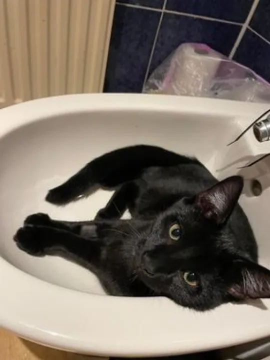 Missing Kitten Russo