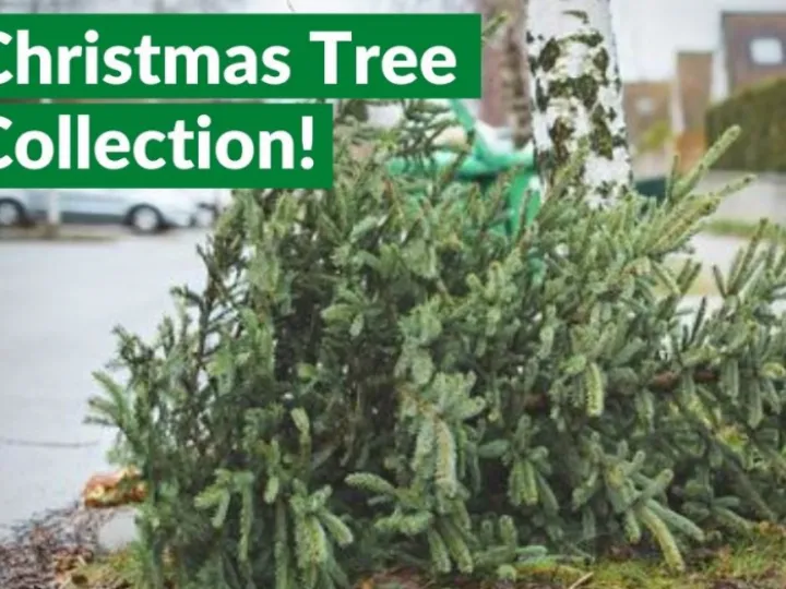 Tree Recycle