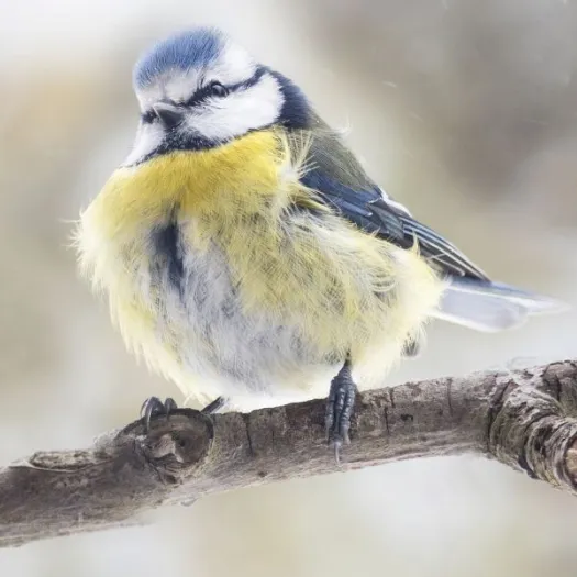 hero_blue-tits-on-branch_istock-925264080