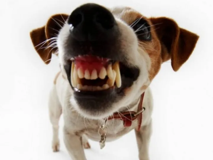 Dog Nuisance 03
