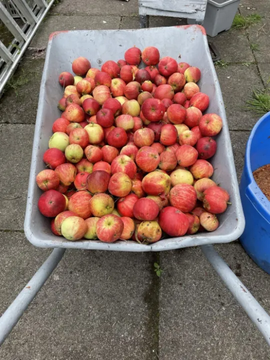 Img_8086 Apples