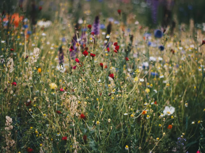 wildlfowers