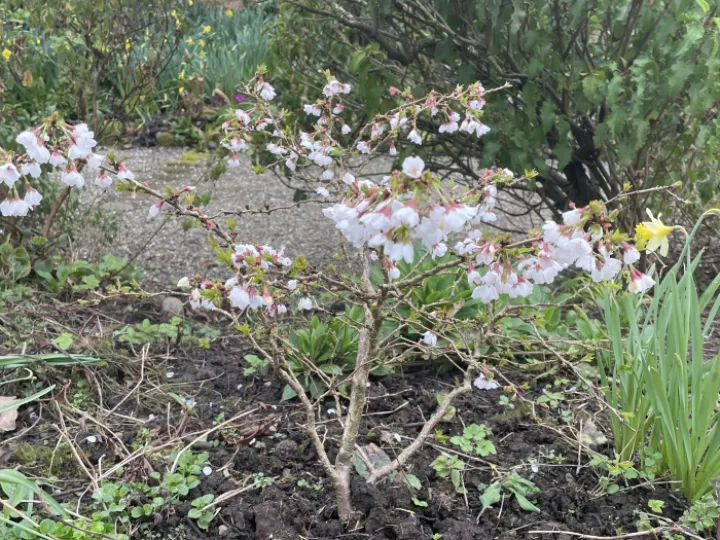 Garden blog