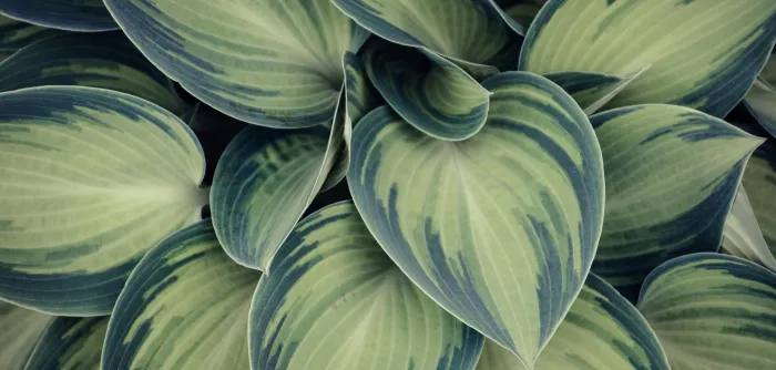 Closeup Photo of Green Variegated Leaf Plants