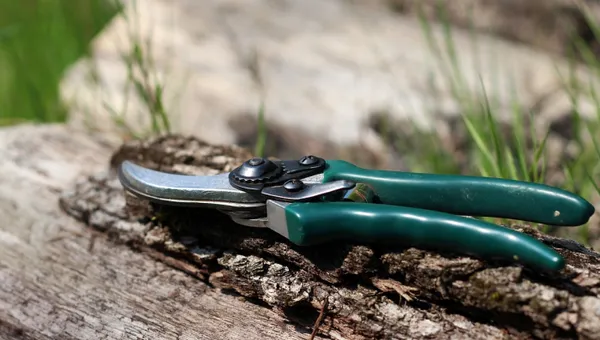 Shears, scissors, nature