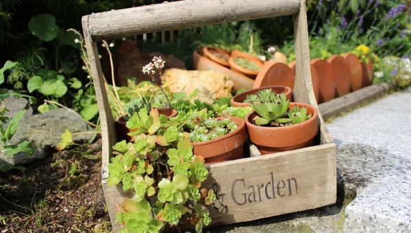 Wooden basket, nature, garden