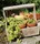 Wooden basket, nature, garden