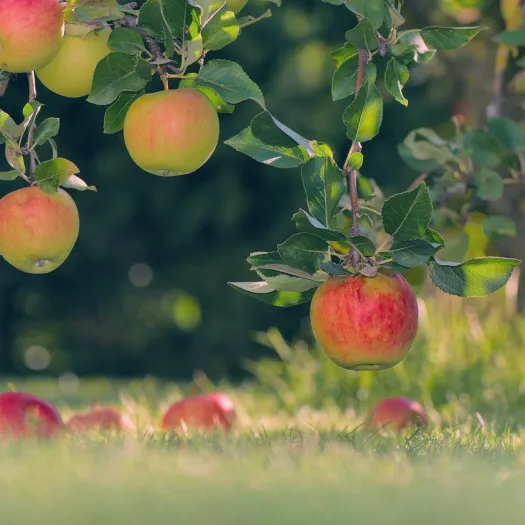 Apples