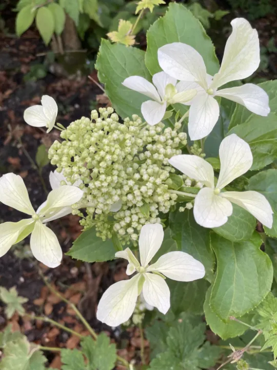 Garden blog aug 24