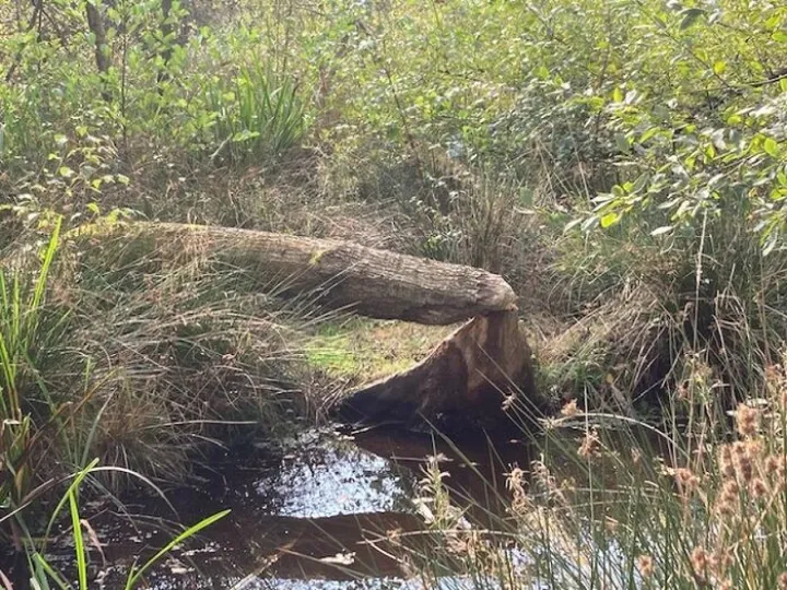 Beaver 4