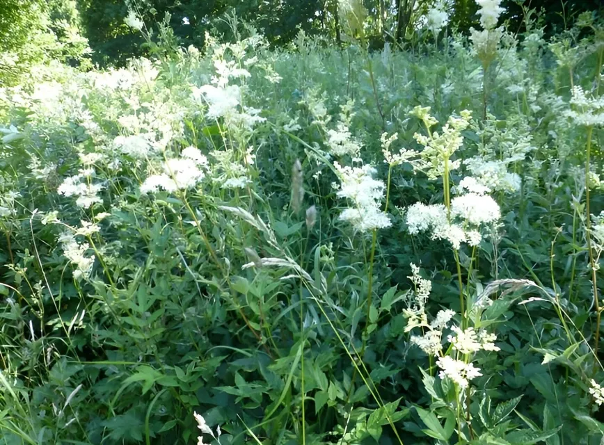 Meadowsweet