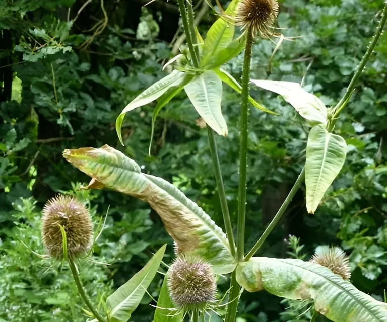 Teasels 2