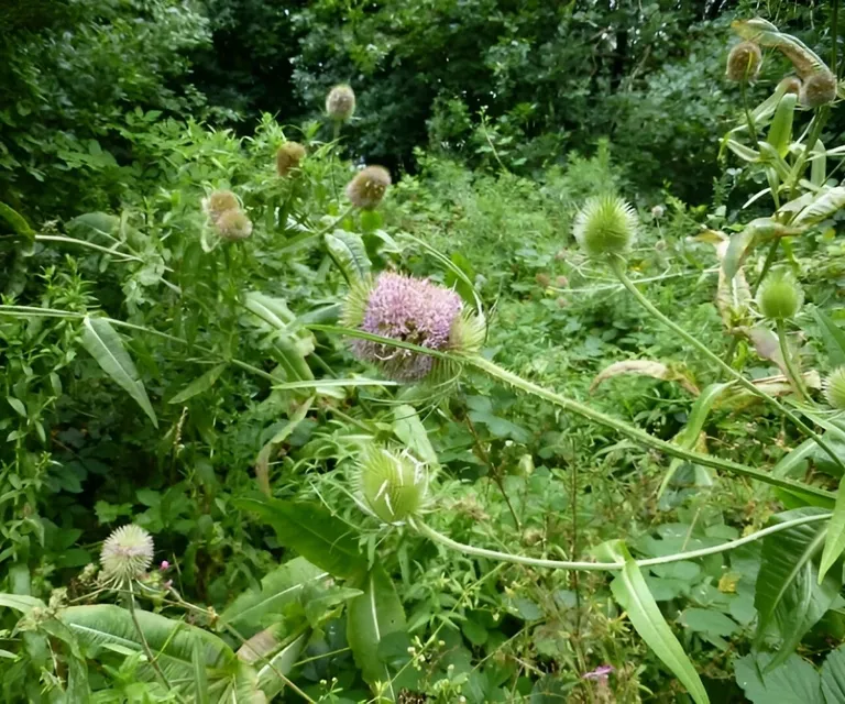 Teasels 1