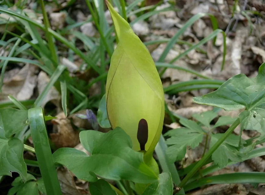 Wild Arum 2