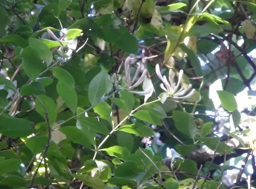 Common Honeysuckle 1