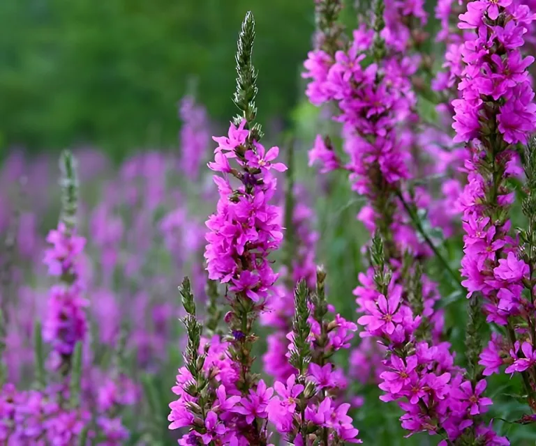 Purple Loosestrife 2