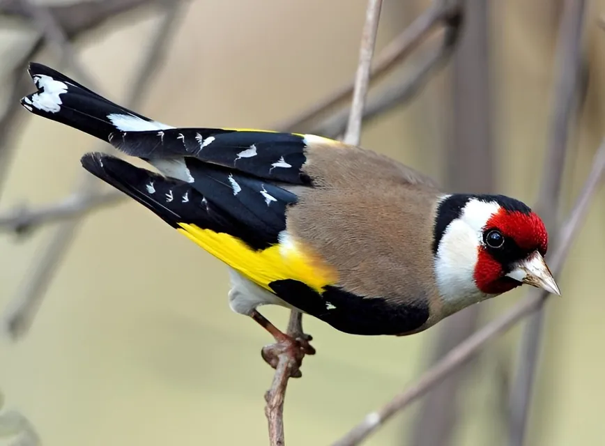 Goldfinch 1