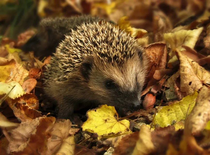 Close-up of a hedgehog nestled among colorful autumn leaves in a garden setting.