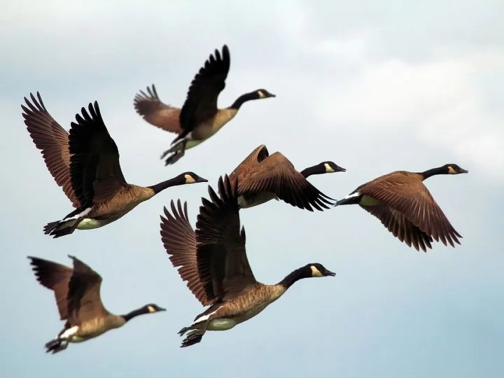 Geese, birds, flock