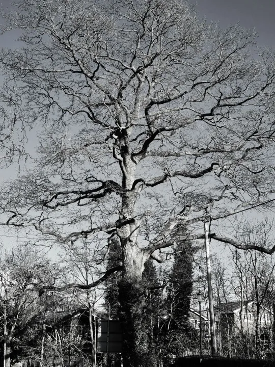 Life in The Grey