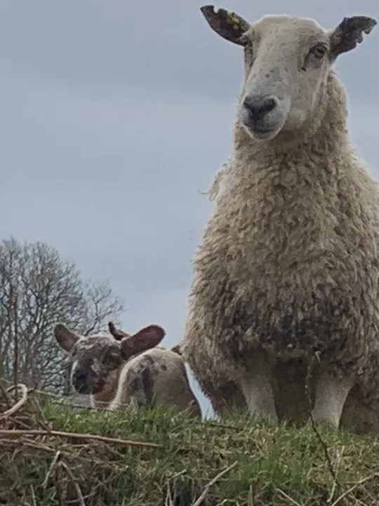 Sign of Spring