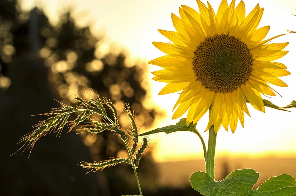 Vibrant sunflower backlit by the warm glow of a sunset, capturing summer essence.