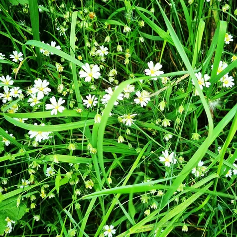 Gt Stitchwort