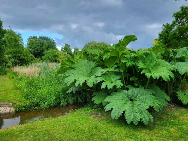 Open garden