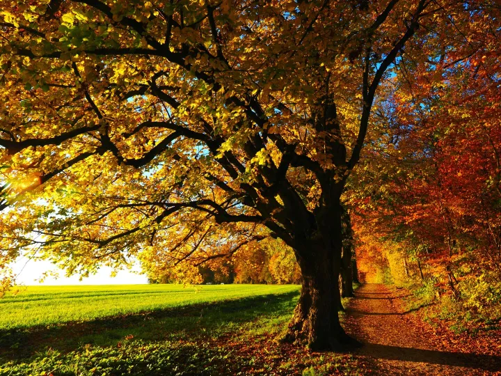 Idyllic forest trail in autumn with colorful
