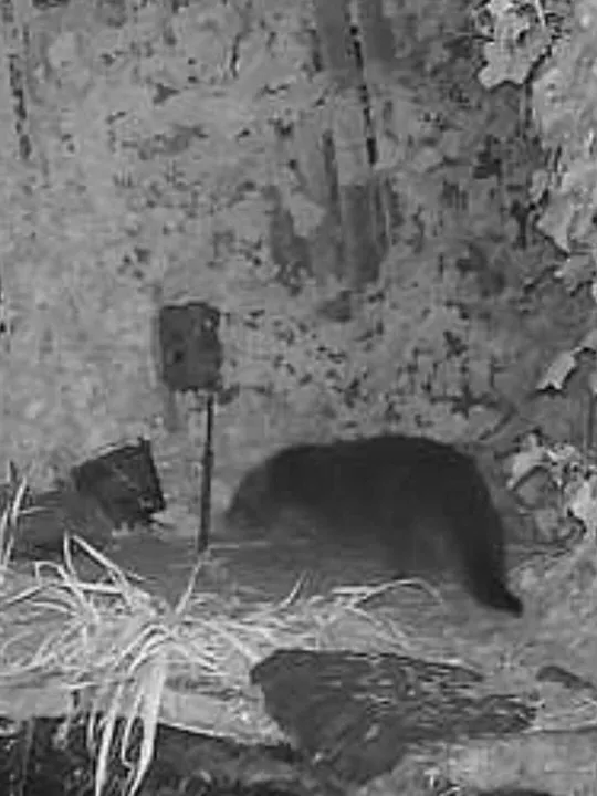 Otter 2