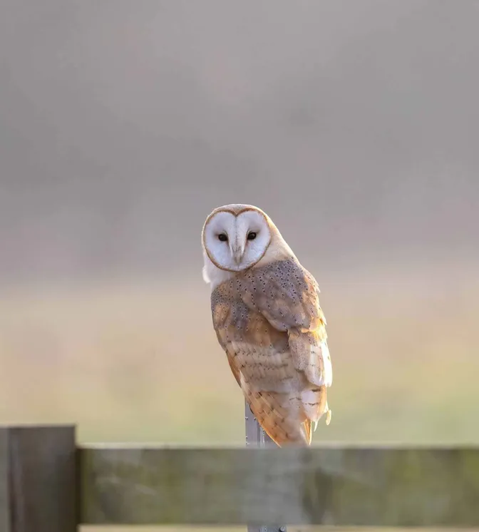 Barn Owl
