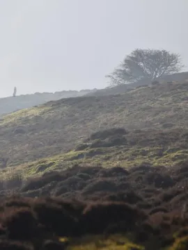 CRTA-Hotbuckle-WutheringHeights-smaller-size-725x1024